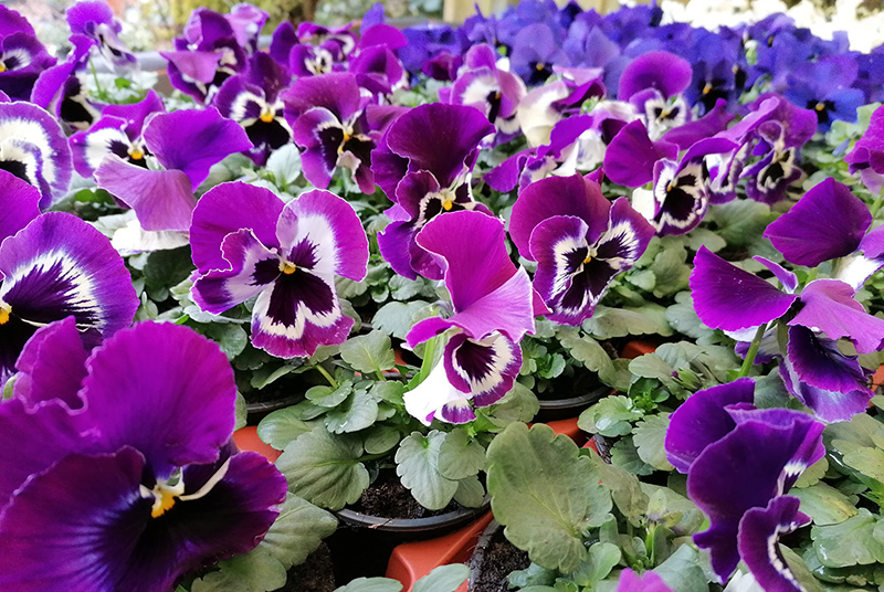 Hornfeilchen in Violett