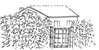 Bambus am Haus Zeichnung