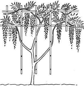 Zeichnung einer Blauregen Pflanze