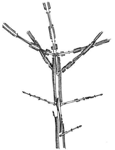 Zeichnung eines Korkflügelstrauchs