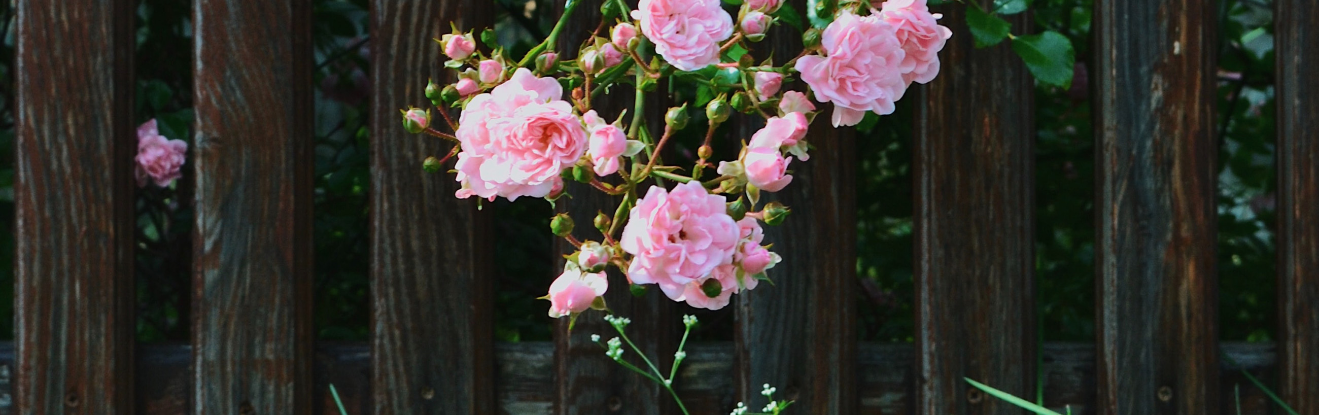 Rosen ranken an einem Zaun