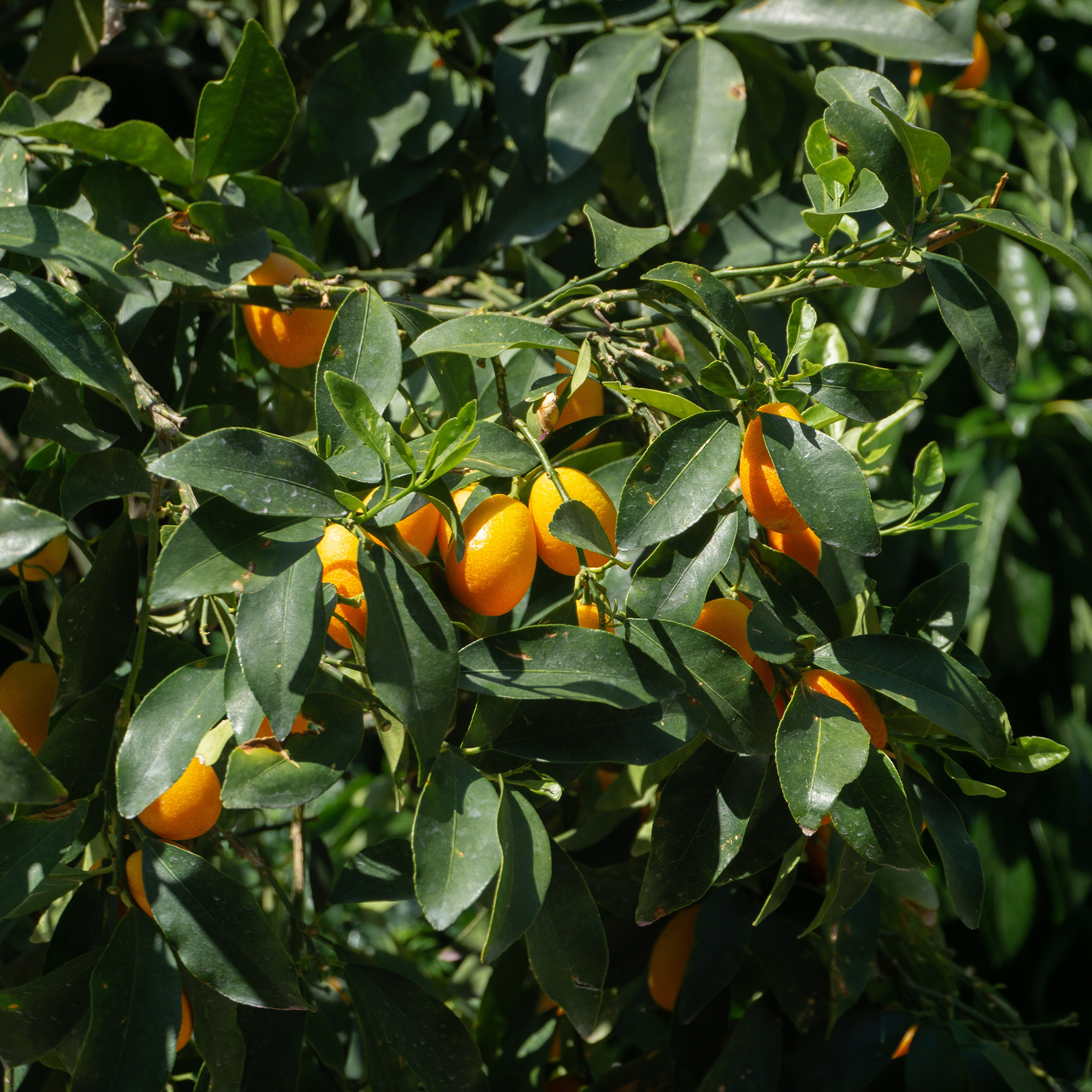 Kumquats im Baum