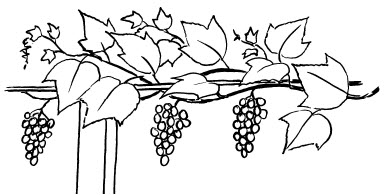 Zeichnung Weinrebe