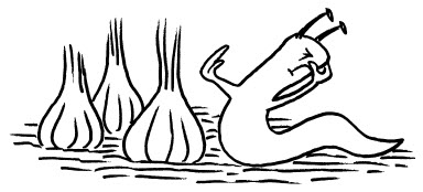 Zeichnung Schnecke vor Knoblauch