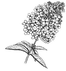 Zeichnung Hortensienblüte