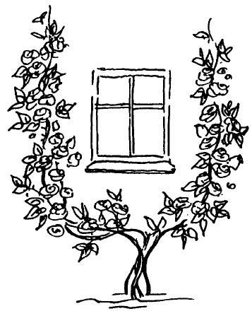 Zeichnung Klettergehölz am Fenster